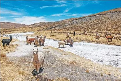  ?? Foto Afp ?? Alpacas en un arroyo seco en la comunidad quechua de Lagunillas, en la ciudad peruana de Puno, hace unos días.