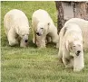  ??  ?? FAMILY Bears at UK centre