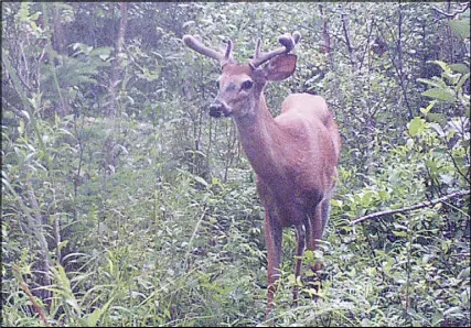  ?? Submitted ?? Nova Scotia’s Department of Natural Resources is asking hunters and others with trail cameras to report what they see on their cameras between Sept. 1 and Dec. 10.