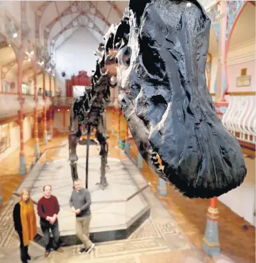  ??  ?? The Natural History Museum’s Diplodocus skeleton cast, known as Dippy, is installed at Dorset County Museum in Dorchester, the first stop on a UK tour