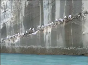  ??  ?? Les colonies de mouettes tridactyle­s nichent sur les failles étroites des falaises. Leurs oeufs sont piriformes (plkus coniques) afin qu’ils ne roulent pas et ne tombent de la faille. La nature est bien faite !