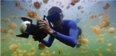  ?? MAN SAN FÉLIX/ NATIONAL GEOGRAPHIC ?? Above / Arriba: National Geographic Explorer-in-Residence and Pristine Seas founder Enric Sala dives in Palau›s famous Jellyfish Lake. El explorador en residencia de National Geographic y fundador de Pristine Seas, Enric Sala, bucea en el famoso Lago de las Medusas en Palaos. Above right / Arriba derecha: Healthy corals cover the seafloor and gray reef sharks patrol the reef at Millennium Atoll in the southern Line Islands. Corales sanos cubren el fondo marino y tiburones gris patrullan el arrecife en el atolón Caroline en el sur de las Islas de la Línea.