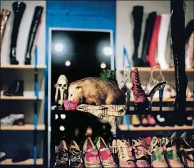  ??  ?? Amid an array of shoes and boots, Starfish nibbles from a bucket during an appearance at Junkman’s Daughter in Little Five Points.