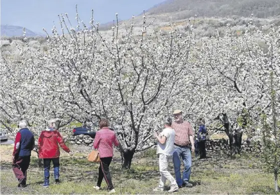  ??  ?? Un grupo de recién llegados turistas pasea entre los cerezos florecidos.