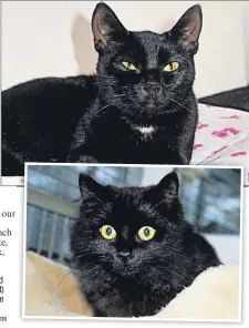  ?? Contribute­d photos ?? ■ INKY PAIR: Shadow (top) is sweet and gentle and loves being fussed over; (right) Mara will happily settle down for a cuddle after charging round for an hour