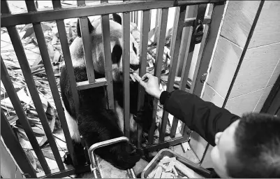  ?? XU CHANG / XINHUA ?? A keeper feeds a snack to a giant panda at Jilin Siberian Tiger Park in Changchun, Jilin province, on Friday. To help the two pandas get through their third winter at the zoo, staff buy 500 kilograms of fresh bamboo every five days, while giving them...