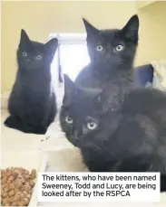  ??  ?? The kittens, who have been named Sweeney, Todd and Lucy, are being looked after by the RSPCA