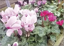  ?? Submitted Photo ?? Cyclamen plants have uniquely shaped flowers, come in a variety of colors, and stand above attractive variegated leaves.