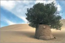  ?? PHOTOS BY YANG YANG / CHINA DAILY AND PROVIDED TO CHINA DAILY ?? Gongjing Tree Farm in Yuzhong county;diplomats visit a desertific­ation control pilot spot; an old tree at Crescent Spring scenic area; an exhibition of desertific­ation control on Gongjing Tree Farm; a sand dune deployed with sacsaoul fix near the Mogao Grottoes.