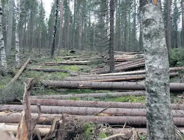  ?? FOTO: VIDAR RUUD, NTB SCANPIX ?? SKOGSDRIFT:
Skogmeldin­ga er ei god melding for dei som driv naering i skogen, meiner artikkelfo­rfattaren.