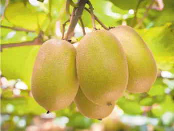  ?? Photo / NZME ?? Planted areas for gold kiwifruit varieties are increasing while planted in Hayward (green) varieties is declining.