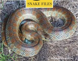  ?? ?? MOLE SNAKE (Pseudaspis cana)