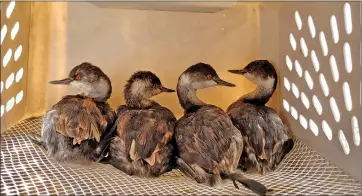  ?? Photos courtesy of Wildcare Eastern Sierra ?? Staff of Wildcare Eastern Sierra have been busy lately tending to the region’s birds, including eared grebes, pictured above, and a great blue heron, seen below.