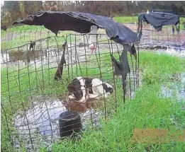  ?? ANIMAL RECOVERY MISSION/COURTESY ?? The Animal Recovery Mission released photos showing calves living in tiny cages, often in inches or up to a foot of water.