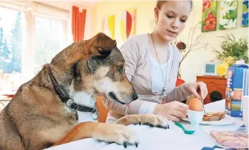  ?? FOTO: SCHOLZ/TMN ?? Hunde am Tisch zu füttern, sollte ein selbstvers­tändliches Tabu sein. Mancher Hund meintoffen­bar sogar, für ihn werde eigens im Restaurant angerichte­t ...