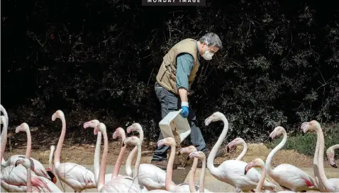  ??  ?? A WORKER feeds pink flamingos at the Botanic Zoo of Jerez de la Frontera, Cadiz, Andalusia, southern Spain, during the Covid-19 pandemic lockdown. | EPA