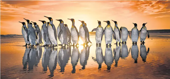  ??  ?? King penguins, one of five penguin species on the territory, marching during sunrise in the Falklands, The islands’ population of over a million penguins means that Britain is responsibl­e for more penguins than any other country