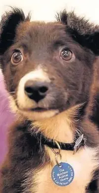  ??  ?? RECEIVING THE RIGHT TREATMENT: Border collie Mocha, who was sold at Ruislip trube station, is on the road to recovery after being brought into The Mayhew Animal Home Photos by The Mayhew Animal Home