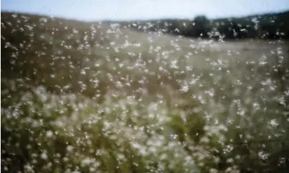  ?? Photograph: Clemens Bilan/EPA ?? ‘When you have especially warm springs, which we’re getting more and more of, that favors these really bad and long allergy seasons.’