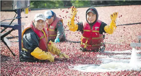  ?? MARK VAN MANEN/FILES ?? A report based on 2016 census data shows total farm area in Metro Vancouver is the lowest it has been in 20 years. The number of farms producing vegetables, fruit and nuts has gone up, but livestock farms and most other types of agricultur­e are...