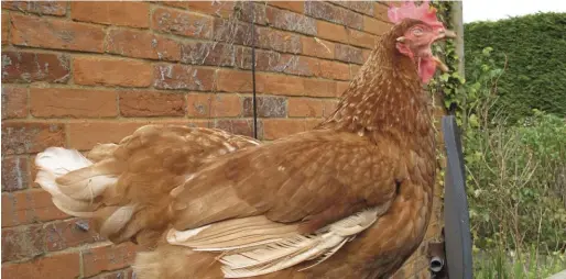  ??  ?? Itchy was re-homed through a battery hen welfare trust. She decided to retire from laying eggs after having to produce two eggs per day for about 17 months in the battery in a cage the size of an A4 sheet of paper. This is her when she first arrived at her new home (left) and then a few months later (above).