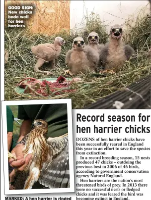  ?? Picture: NATURAL ENGLAND/PA ?? GOOD SIGN: New chicks bode well for hen harriers MARKED: A hen harrier is ringed