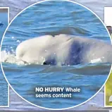  ??  ?? NO HURRY Whale seems content