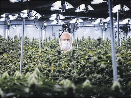  ?? THE CANADIAN PRESS FILE PHOTO ?? Neil Closner, MedReleaf’s chief executive officer, is pictured at the company’s growing facility in Markham, Ont., in 2016.