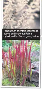  ??  ?? Pennisetum orientale seedheads, above, and Imperata Rubra cylindrica Red Baron grass, below