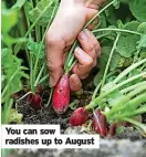  ?? ?? You can sow radishes up to august