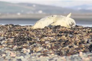  ?? Sian Bentley ?? A grey seal pup on Walney Island