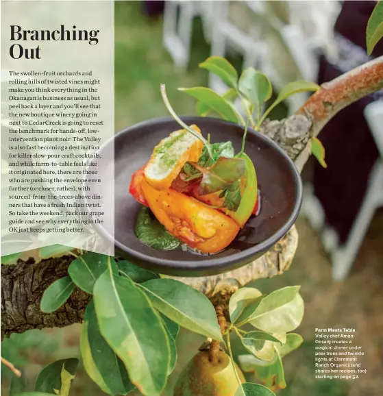  ??  ?? Farm Meets Table Valley chef Aman Dosanj creates a magical dinner under pear trees and twinkle lights at Claremont Ranch Organics (and shares her recipes, too) starting on page 52.