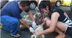  ??  ?? A DVS staff (left) administer­s anti-rabies vaccine to a dog.