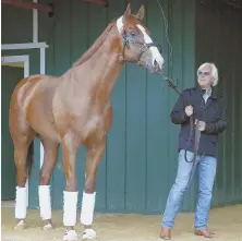  ?? AP PHOTO ?? LET’S TAKE A STROLL: Trainer Bob Baffert walks Preakness favorite Justify in the barn after the Kentucky Derby winner’s arrival at Pimlico Race Course in Baltimore yesterday.