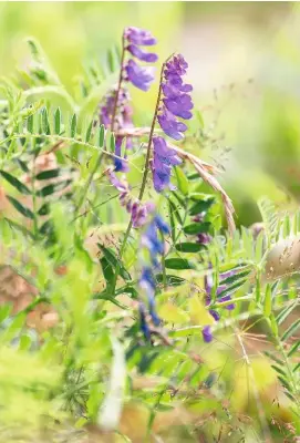  ??  ?? Common vetch, with its attractive purple flowers, provides green manure and livestock fodder on the moorland.