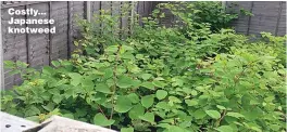  ?? Picture: ENVIRONET UK ?? Costly... Japanese knotweed