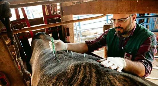  ?? Fotos Pierre Duarte/Folhapress ?? O veterinári­o Bruno Fornitano Cholfe, 36, faz tratamento com agulhas em touro de uma fazenda em Icém (SP)