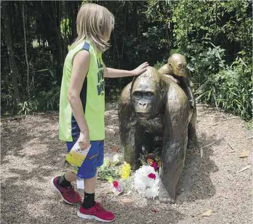  ??  ?? A child touches the head of a gorilla statue where flowers have been placed at the Cincinnati Zoo. The death of such a magnificen­t creature is a great shame, Christie Blatchford writes, but the vigils and online petitions are a bit much.