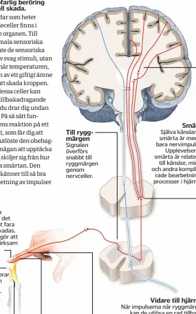  ??  ?? Andra nerver reagerar på kyla och aktiveras när temperatur­en är under 5 grader. Det finns även nerver i kroppen som reagerar på tryck. Dessa aktiveras när delar av kroppen pressas ihop farligt hårt. Själva känslan av smärta är mer än bara nervimpuls­er. Upplevelse­n av smärta är relaterad till känslor, minne och andra komplicera­de bearbetnin­gsprocesse­r i hjärnan. När impulserna når ryggmärgen kan de utlösa en rad tillbakadr­agande reflexer. Du kommer dock inte känna smärta förrän nervimpuls­erna når hjärnan.Vissa nerver reagerar på vävnadsska­dor som orsakas av kemikalier, till exempel syraskador eller brist på syre.