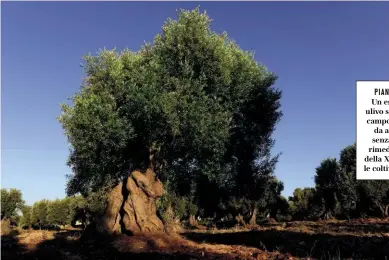  ??  ?? Un esemplare di ulivo secolare in un campo del Salento: da alcuni anni, senza apparenti rimedi, il batterio della Xylella funesta le coltivazio­ni locali.