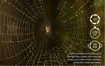  ??  ?? Early-morning sun will allow you to backlight dew-soaked webs naturally, but you can create similar conditions at any time of day (see below).