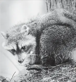  ?? HAMILTON SPECTATOR FILE PHOTO ?? So far this year, 10 raccoons have tested positive for rabies.