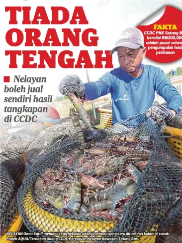  ??  ?? NELAYAN Omar Latiff menunjukka­n bekalan udang harimau yang baru dituai dari kolam di tapak Projek AQUA/Ternakan Udang CCDC Persatuan Nelayan Kawasan Satang Baru.