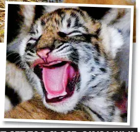 ??  ?? Sleep tight! The cub, which is just five days old, gives a big yawn at Flamingo Land zoo in North Yorkshire