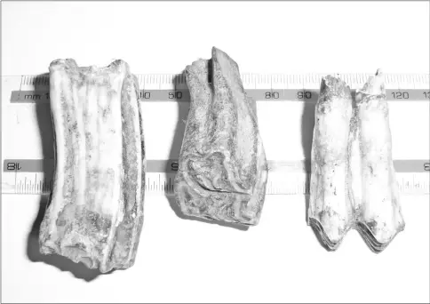  ??  ?? Prehistori­c horse teeth, at least 12,000 years old, found on a riverbank in Somerset.