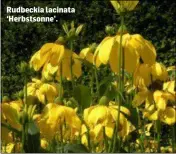  ??  ?? Rudbeckia lacinata ‘Herbstsonn­e’.