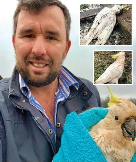  ?? Photo: Damien Tessmann ?? SURVIVAL: Dairy farmer Damien Tessmann with Lazarus the cockatoo, who survived the October 11 Coolabunia storm and (insert) Lazarus at various stages of recovery.