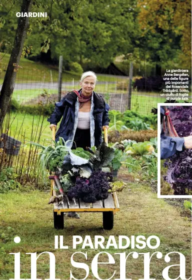  ??  ?? La giardinier­a Anne Bergsten, una delle figure più importanti del Rosendals Trädgård. Sotto, un ciuffo di foglie di purple kale.