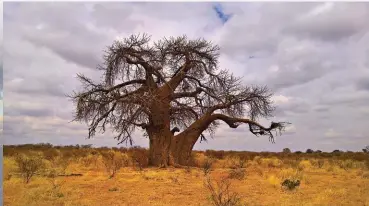  ??  ?? A magnificen­t baobab.
