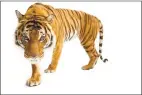  ?? Joel Sartore / National Geographic Photo Ark ?? A Malayan tiger.